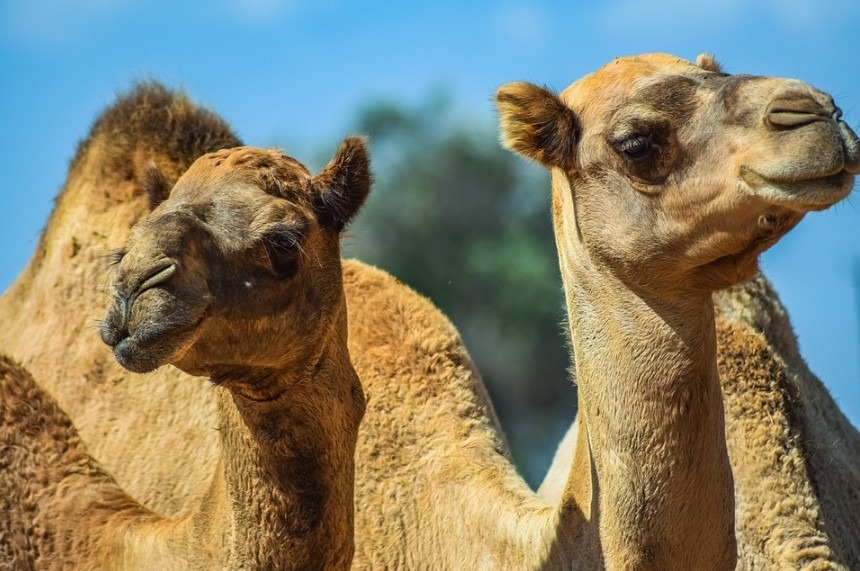 How do Camels Store Water in their Hump?