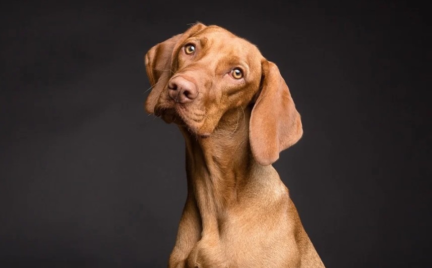 a beagle’s portrait