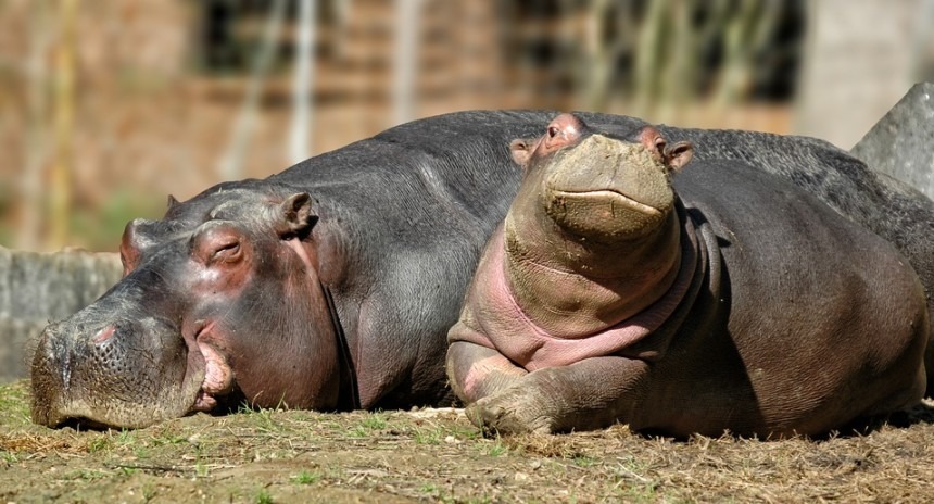 A sleeping mother hippo and a baby hippo on its side