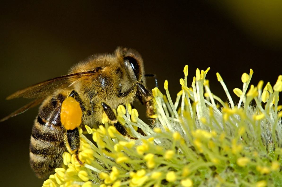 a bee pollinating a plant