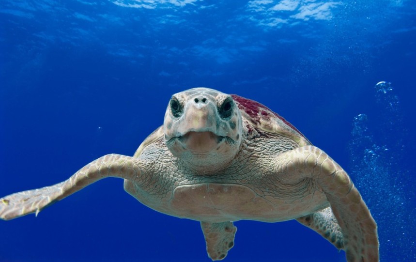 Loggerhear turtle floating in the sea