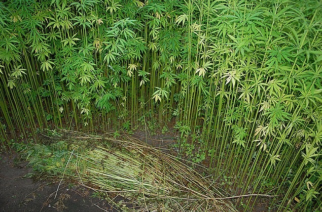 The Cannabis sativa hemp where CBD can be found