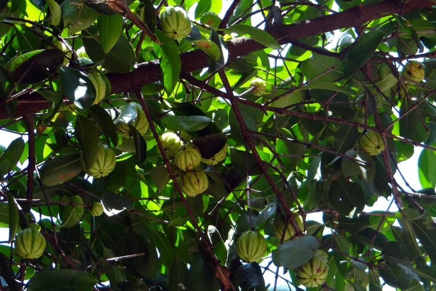 green fruits of garcinia cambogia