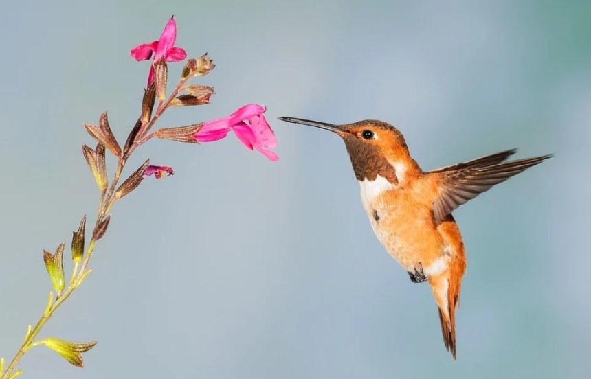hummingbird-bird-nature-wildlife
