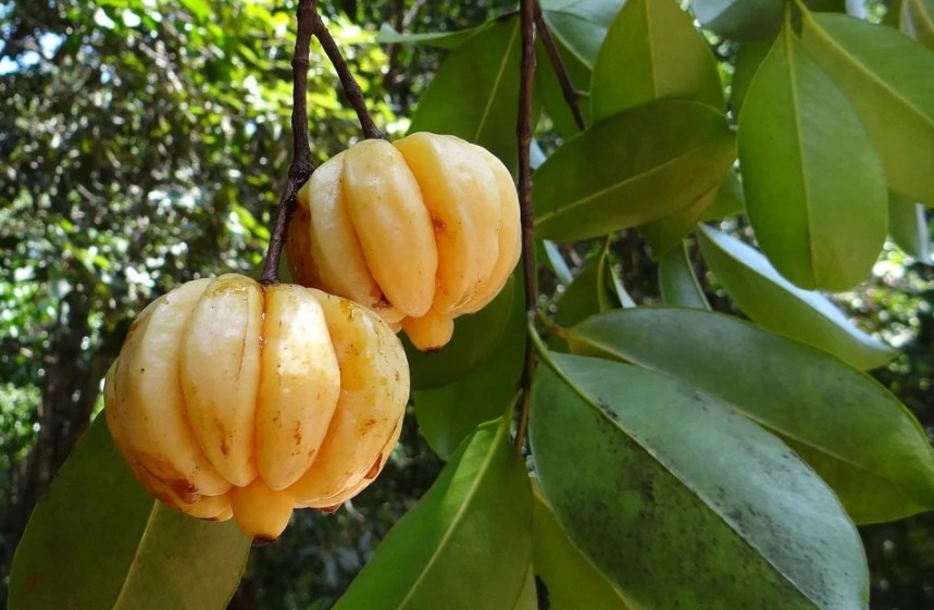 yellow fruits of garcinia cambogia
