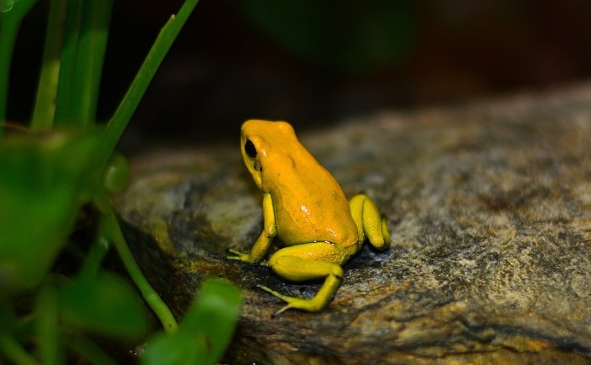 yellow poisonous dart frog