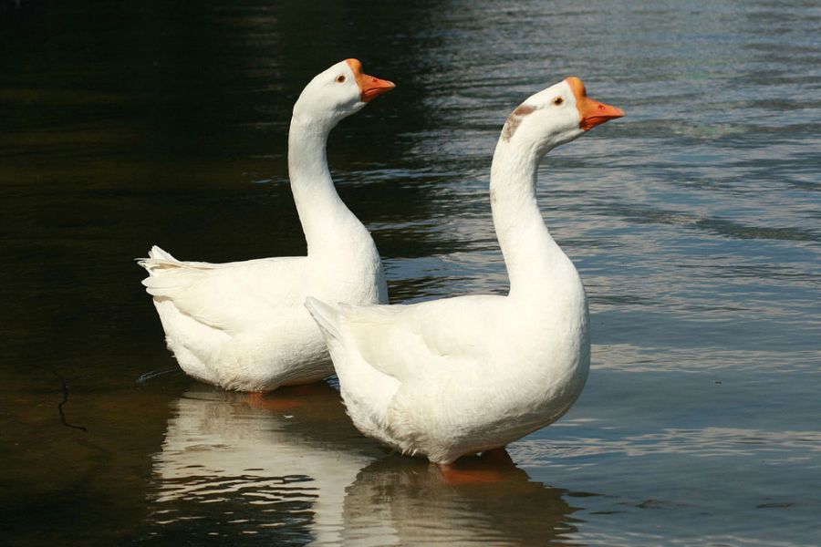 Asian Goose
