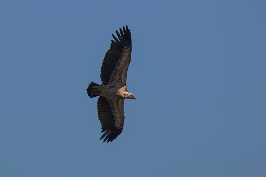 Rüppell’s griffon vulture in flight