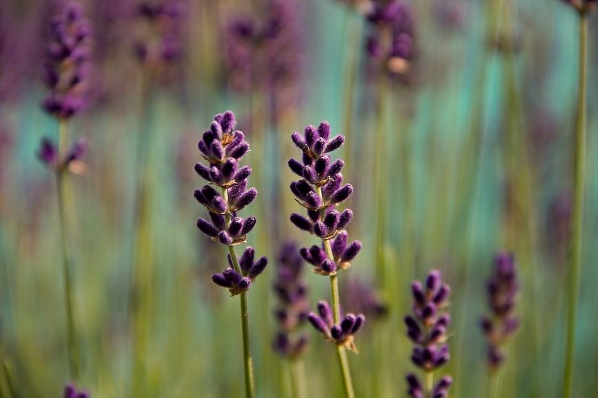 a lavender flower