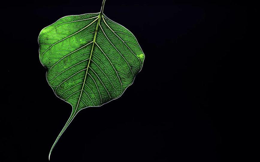 Peepal leaf has various health benefits.