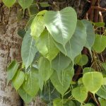 Peepal leaves have a distinctive heart shape.
