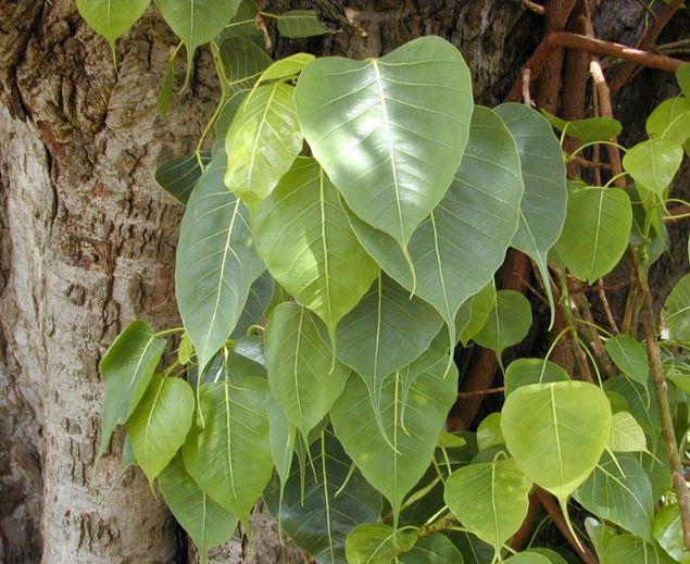 Peepal leaves have a distinctive heart shape.