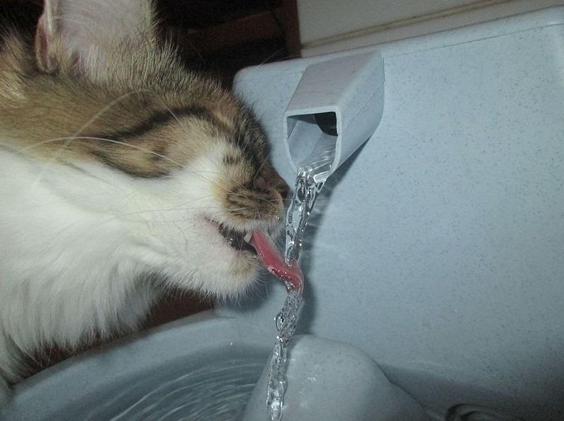 How To Choose The Best Water Fountains For Your Cat