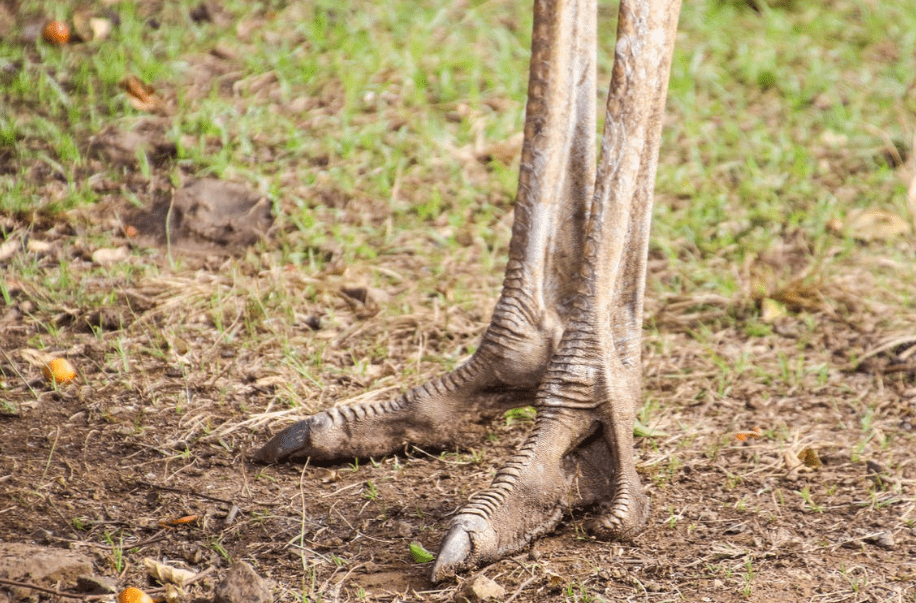close-up-photo-of-brown-ostrich-feet