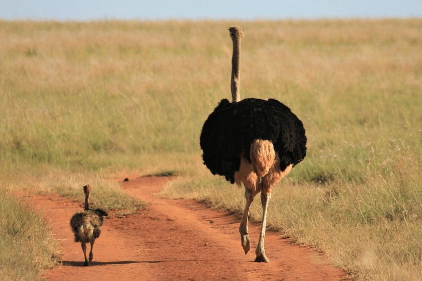 father-son-ostrich-walking-south