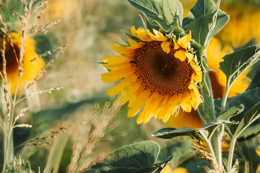 selective-focus-photography-of-a-sunflower