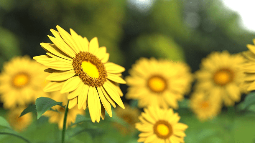 sunflower-flower-plant