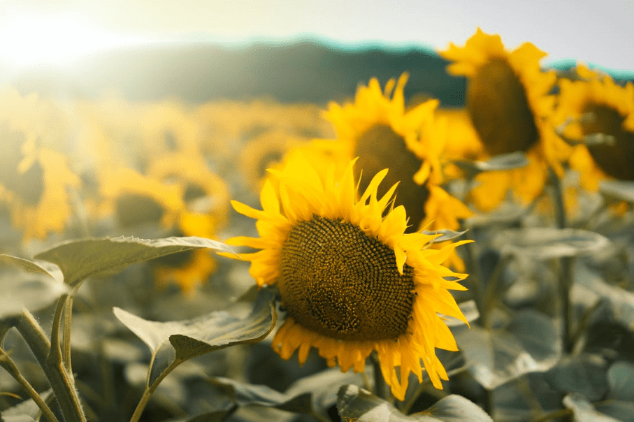 yellow-sunflower-field