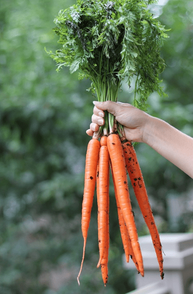 a hand holding a bunch of carrots