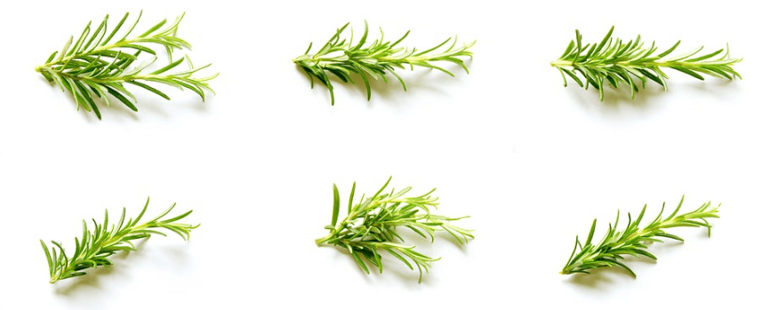 pieces of rosemary