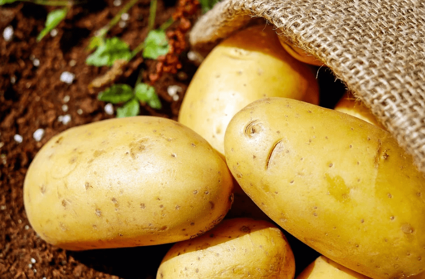 potatoes, potato sack, soil, sprouts