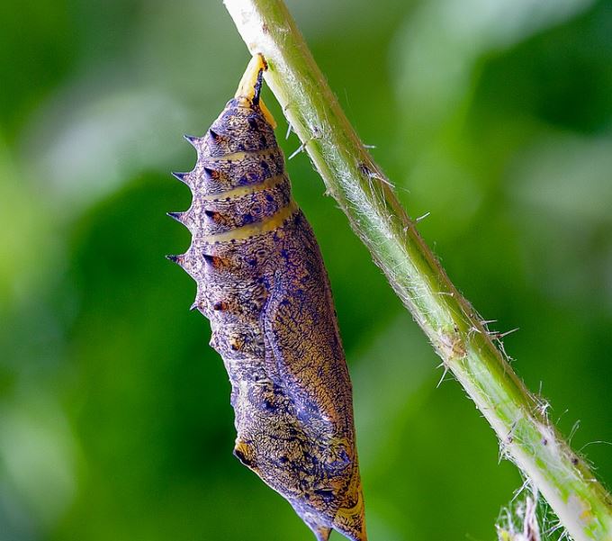 a cocoon attach to a plant