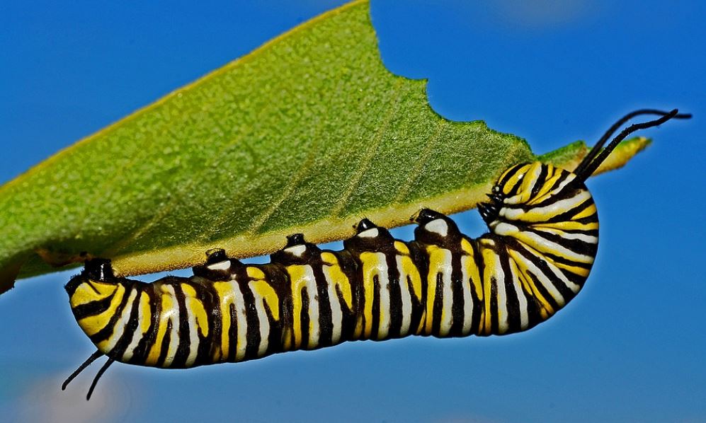 a large caterpillar with yellow, black, and white streaks chowing down a leaf