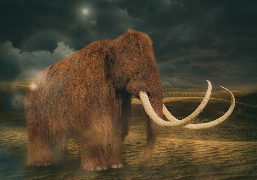 a mammoth in the desert