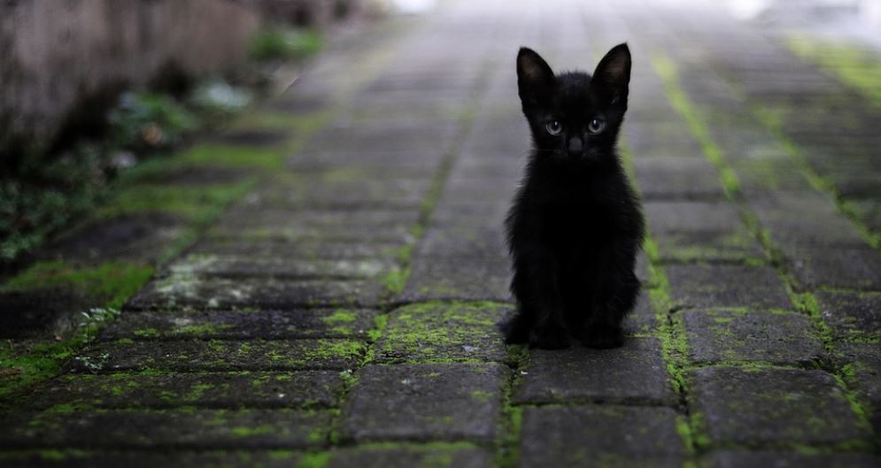 black cat standing on a pavement