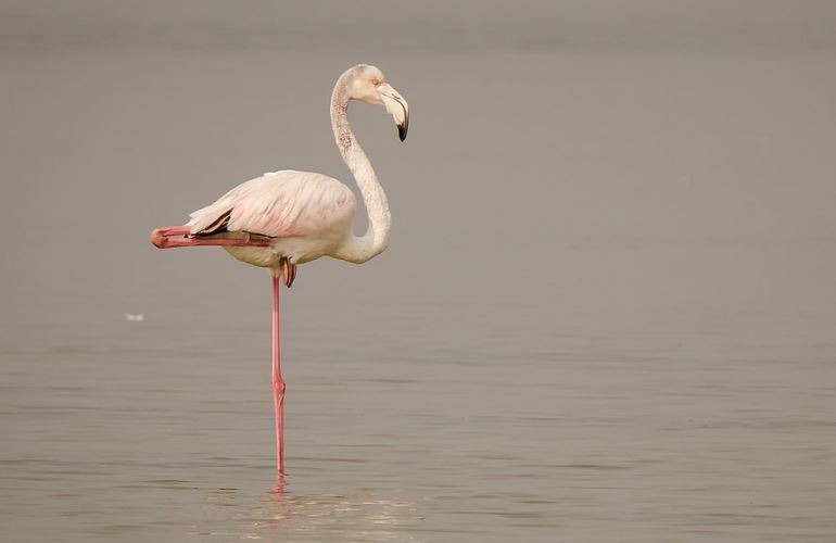 A greater Flamingo one leg stand