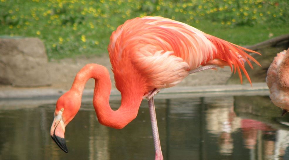 Flamingo (Germany)