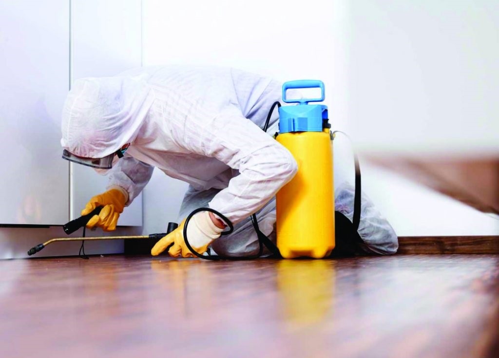 5 Tips For Choosing A Pest Control Company In Pasadena
