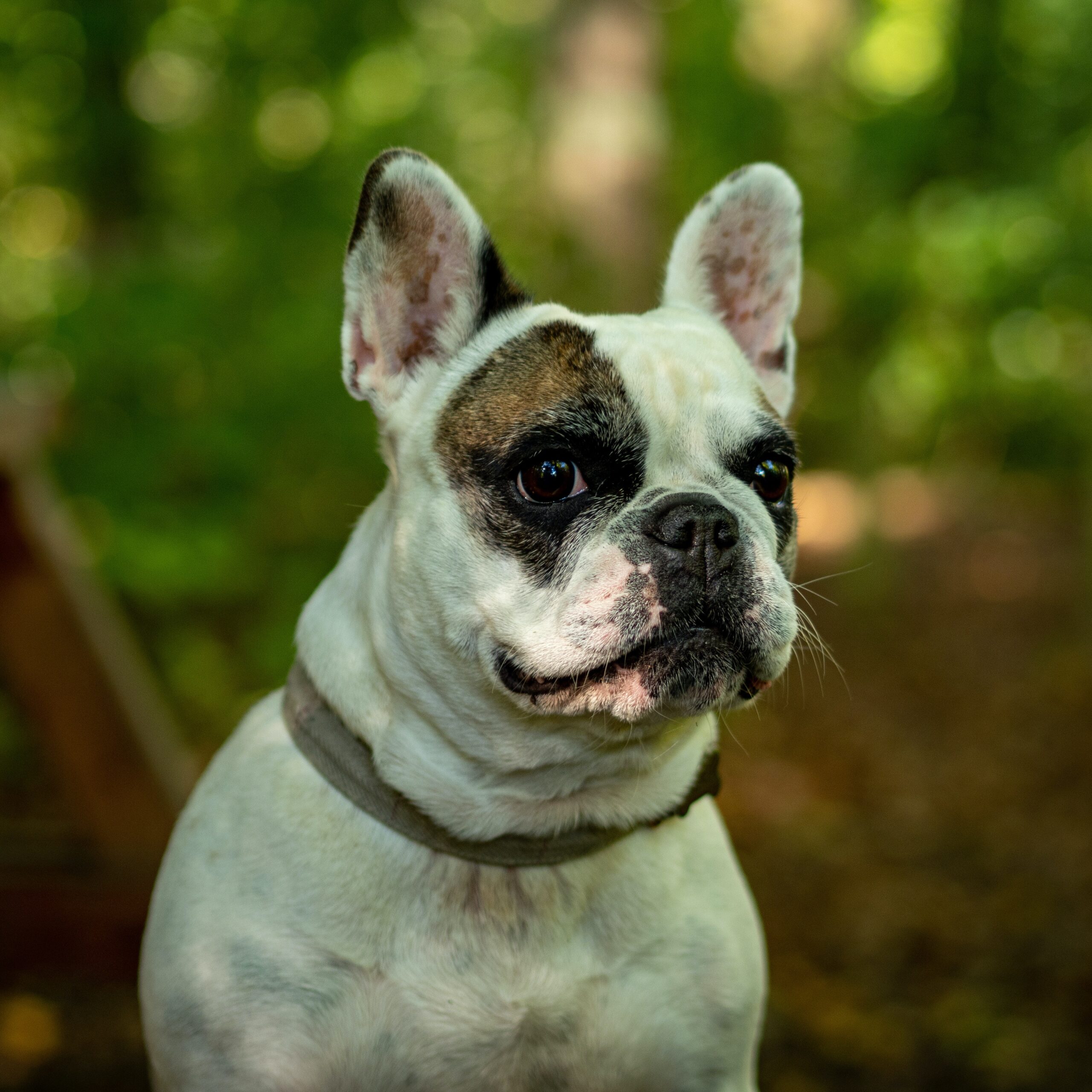 French Bulldogs for sale in NJ