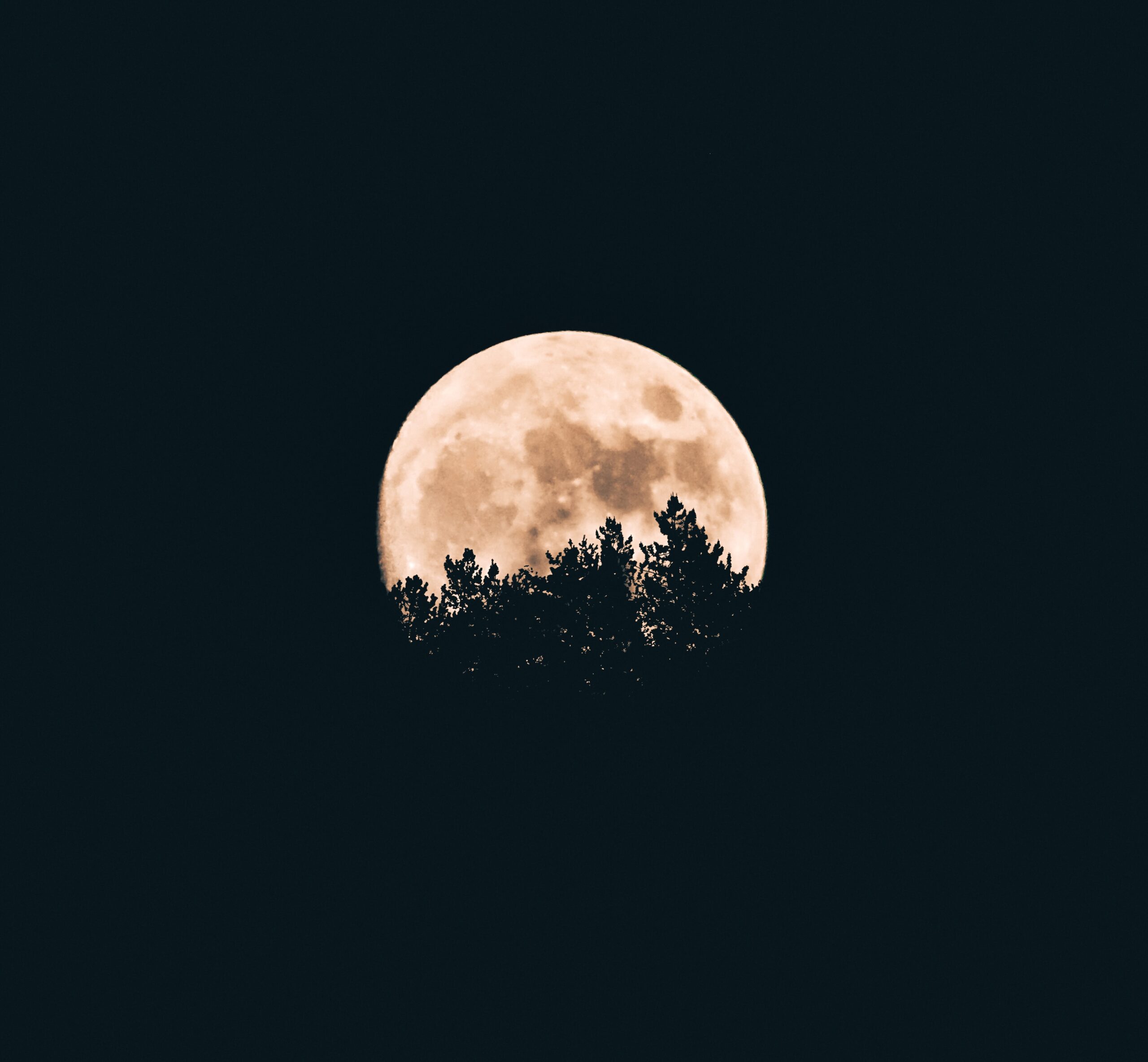Full moon behind a tree silhouette