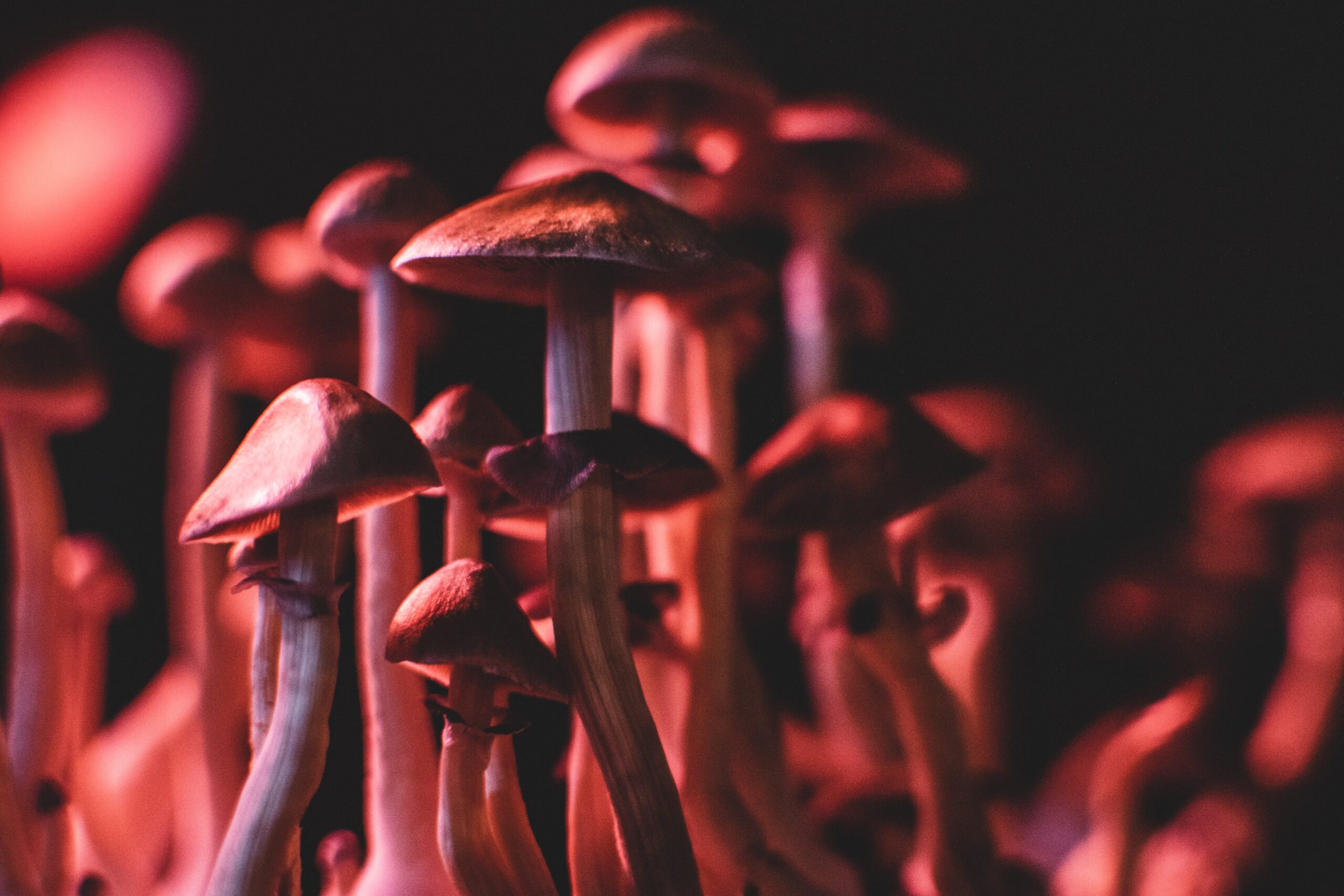 Fungi Species That Thrive in Low-Light Environments