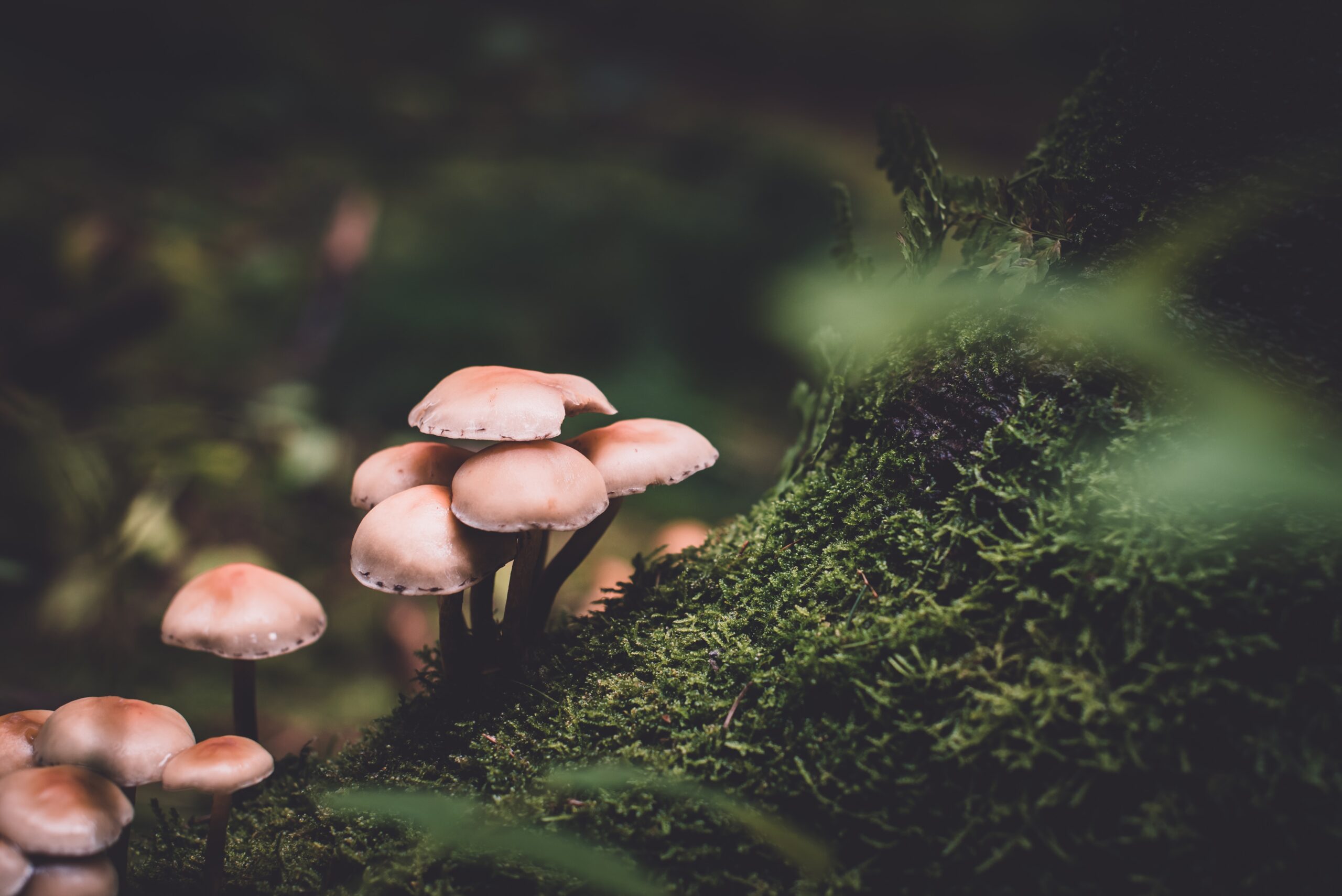 How do mushrooms grow without light