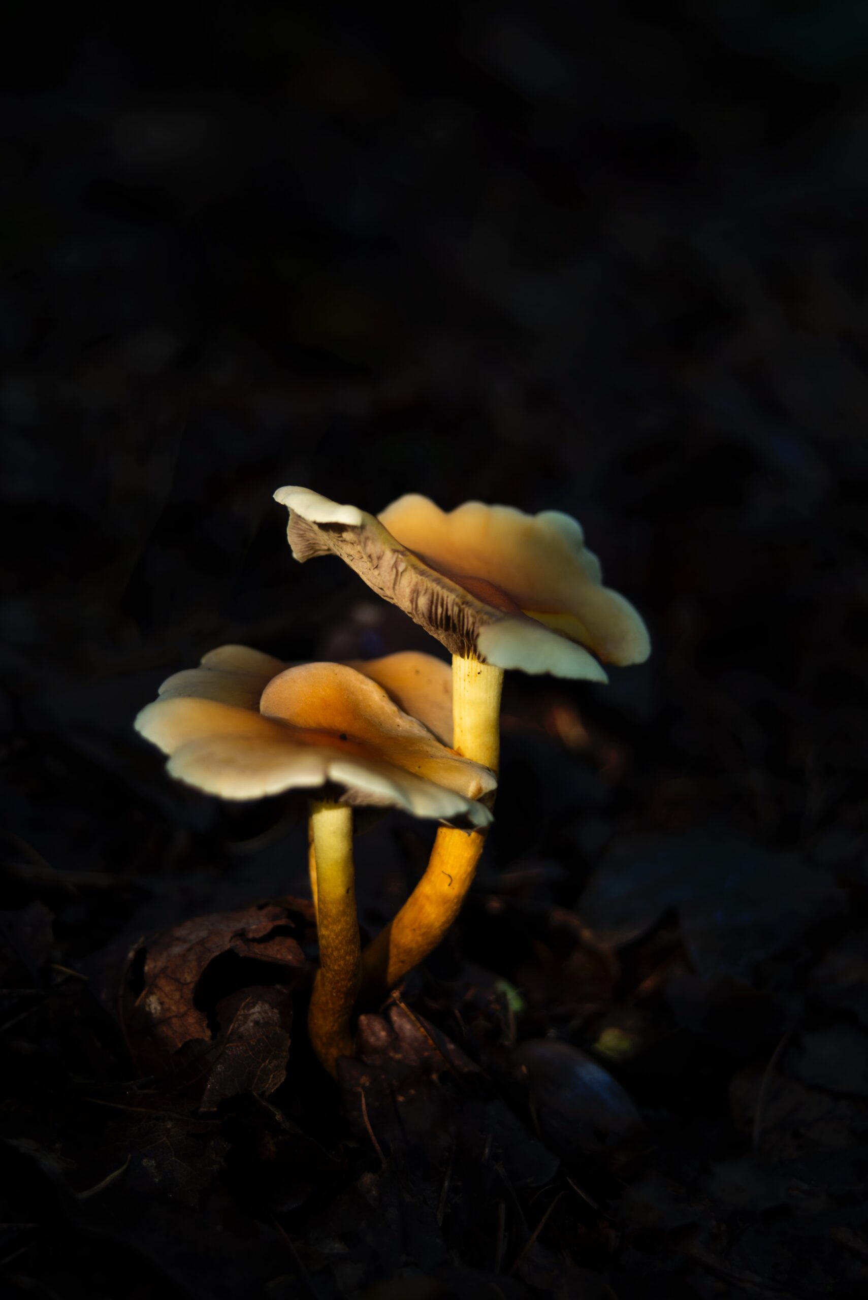 Is Light Necessary for the Growth of Mushrooms