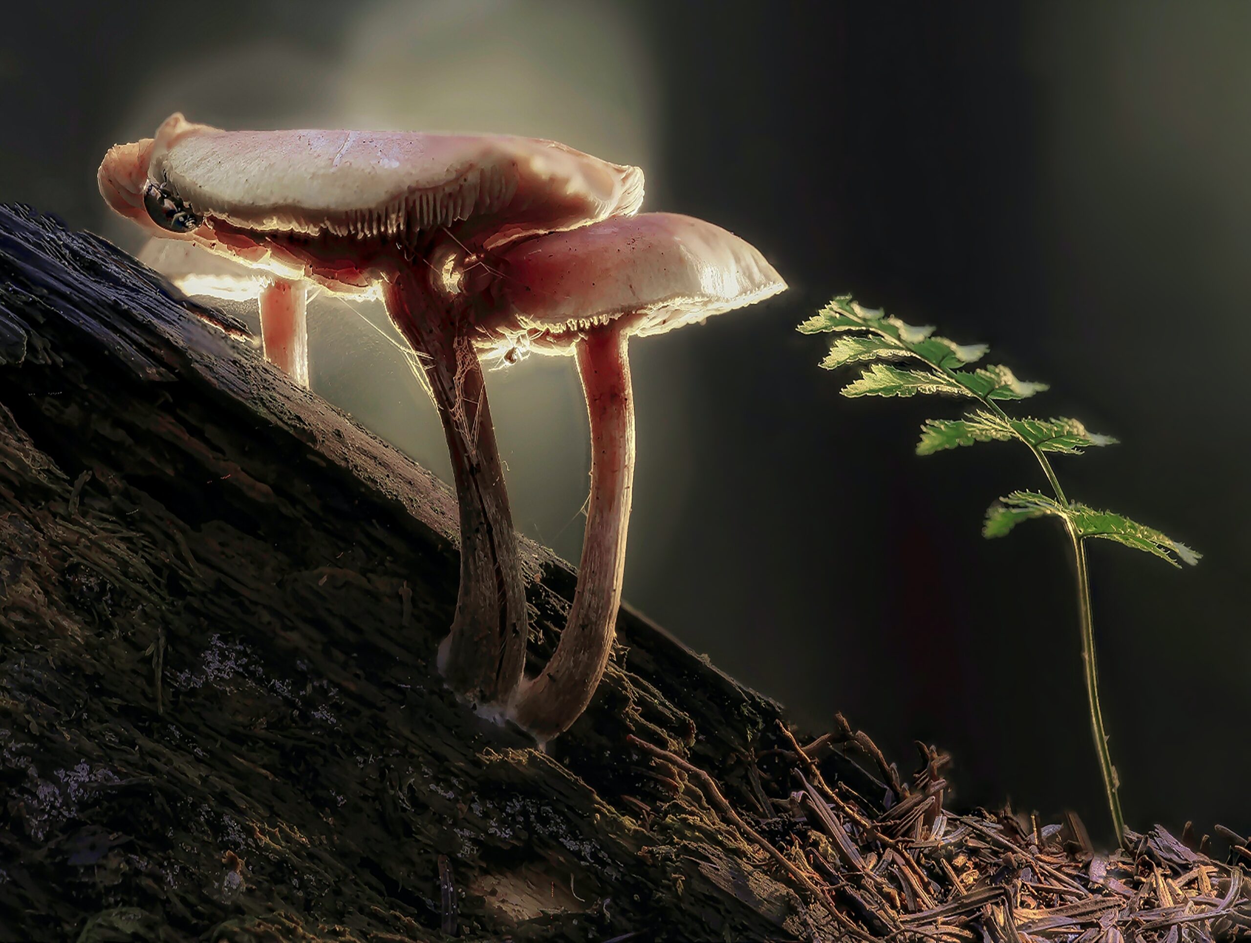 Mushrooms are not Plants