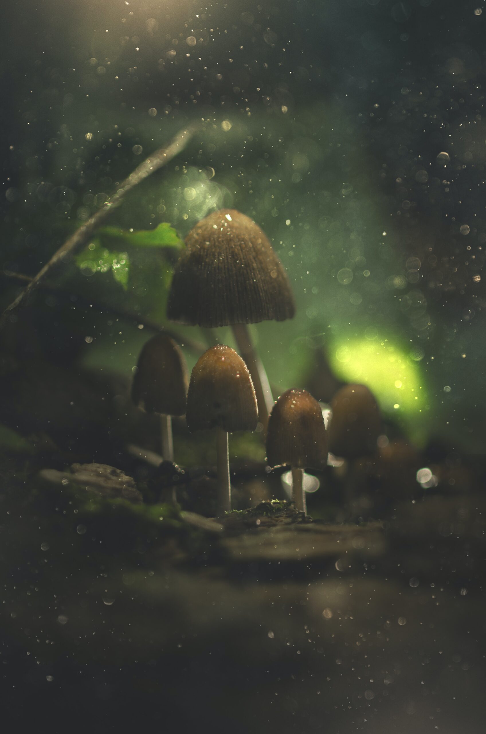 Why Certain Mushroom Species Prefer Dark Environments